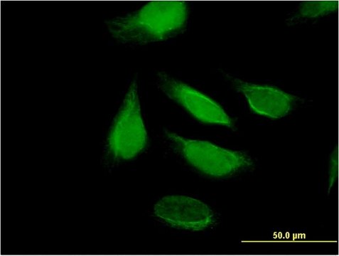 Monoclonal Anti-KIAA1008 antibody produced in mouse clone 2C7, purified immunoglobulin, buffered aqueous solution