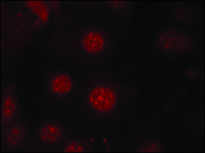 Anti-phospho-FOXO4 (pSer197) antibody produced in rabbit affinity isolated antibody