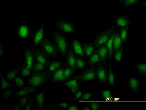 Monoclonal Anti-LRRFIP1, (C-terminal) antibody produced in mouse clone 3E1, purified immunoglobulin, buffered aqueous solution