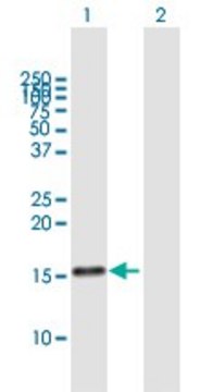 Anti-MDK antibody produced in mouse purified immunoglobulin, buffered aqueous solution