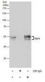 Monoclonal Anti-TEF1 antibody produced in mouse clone GT13112, affinity isolated antibody