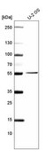 Monoclonal Anti-PRAME antibody produced in mouse Prestige Antibodies® Powered by Atlas Antibodies, clone CL5146, purified immunoglobulin, buffered aqueous glycerol solution