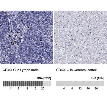 Anti-CD40LG antibody produced in rabbit Prestige Antibodies&#174; Powered by Atlas Antibodies, affinity isolated antibody, buffered aqueous glycerol solution