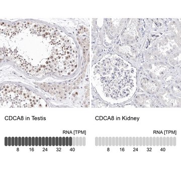 Anti-CDCA8 antibody produced in rabbit Prestige Antibodies&#174; Powered by Atlas Antibodies, affinity isolated antibody, buffered aqueous glycerol solution