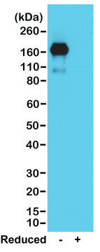 Anti-Mouse IgA antibody, Rabbit monoclonal recombinant, expressed in HEK 293 cells, clone RM220, purified immunoglobulin