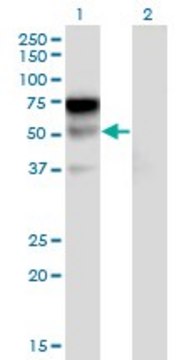 Monoclonal Anti-LILRA2 antibody produced in mouse clone 3C7, purified immunoglobulin, buffered aqueous solution