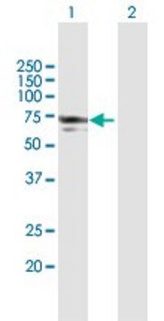 Anti-NMT1 antibody produced in mouse purified immunoglobulin, buffered aqueous solution