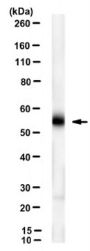 Anti-CD368/CLEC4D Antibody, clone WEN42