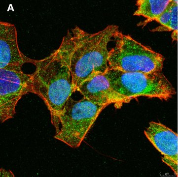 Anti-ULBP-3 Antibody, clone 3C10 ZooMAb&#174; Rabbit Monoclonal recombinant, expressed in HEK 293 cells