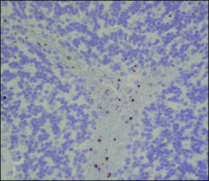 Anti-Neurotensin/NTS antibody, Mouse monoclonal clone NTS-11, purified from hybridoma cell culture