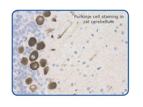 Anti-GPCR G2A Antibody Chemicon&#174;, from rabbit