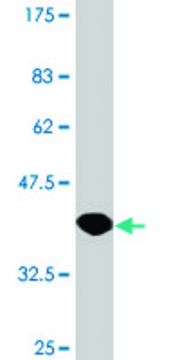 Monoclonal Anti-HPD antibody produced in mouse clone 2F3, purified immunoglobulin, buffered aqueous solution