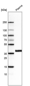 Monoclonal Anti-INHBC antibody produced in mouse Prestige Antibodies&#174; Powered by Atlas Antibodies, clone CL6916, purified immunoglobulin, buffered aqueous glycerol solution