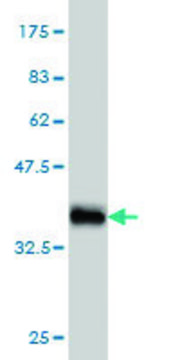 Monoclonal Anti-LRP5 antibody produced in mouse clone 1E9, purified immunoglobulin, buffered aqueous solution