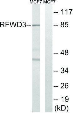 Anti-RFWD3 antibody produced in rabbit affinity isolated antibody