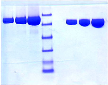 Lactoferrin from human milk &#8805;95% (SDS-PAGE)