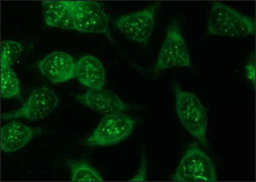 Anti-Luciferase antibody produced in rabbit IgG fraction of antiserum, buffered aqueous solution