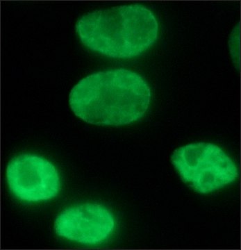 Anti-FUS (internal region) antibody produced in rabbit affinity isolated antibody