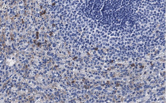 Anti-Siglec-9 Antibody, clone 3F22 ZooMAb&#174; Rabbit Monoclonal recombinant, expressed in HEK 293 cells