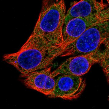 Anti-SRP54 antibody produced in rabbit Prestige Antibodies&#174; Powered by Atlas Antibodies, affinity isolated antibody