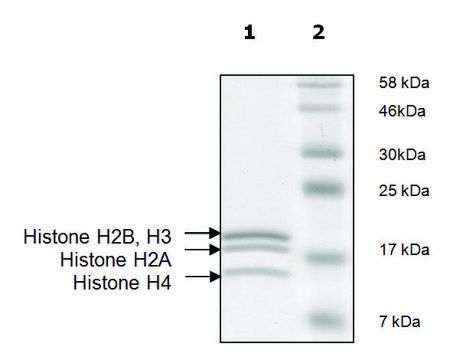 Histone Octamer full length human recombinant, expressed in E. coli, &#8805;90% (SDS-PAGE)