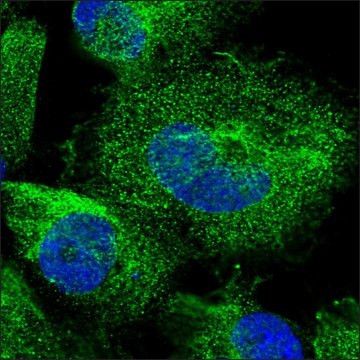 Anti-OTUD3 antibody produced in rabbit Prestige Antibodies&#174; Powered by Atlas Antibodies, affinity isolated antibody, buffered aqueous glycerol solution