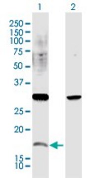 Anti-CREM antibody produced in rabbit purified immunoglobulin, buffered aqueous solution