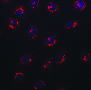 Anti-NUCB2 (N-terminal) antibody produced in rabbit ~1.5&#160;mg/mL, affinity isolated antibody, buffered aqueous solution