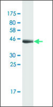 Monoclonal Anti-FDX1, (C-terminal) antibody produced in mouse clone 1G9, purified immunoglobulin, buffered aqueous solution