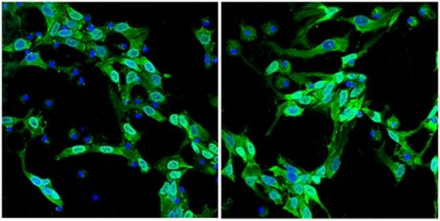 Anti-Sox2, Alexa Fluor&#8482; 488 Conjugate Antibody from rabbit, ALEXA FLUOR&#8482; 488