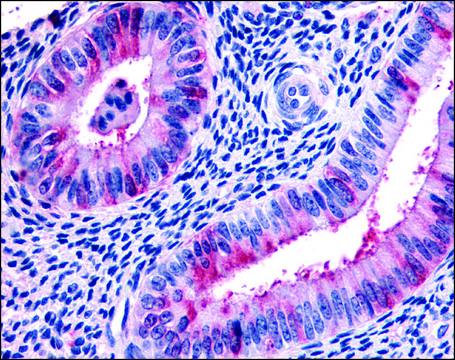 Anti-RXFP2 antibody produced in rabbit affinity isolated antibody