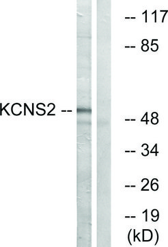 Anti-KCNS2 antibody produced in rabbit affinity isolated antibody