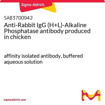 Anti-Rabbit IgG (H+L)-Alkaline Phosphatase antibody produced in chicken affinity isolated antibody, buffered aqueous solution