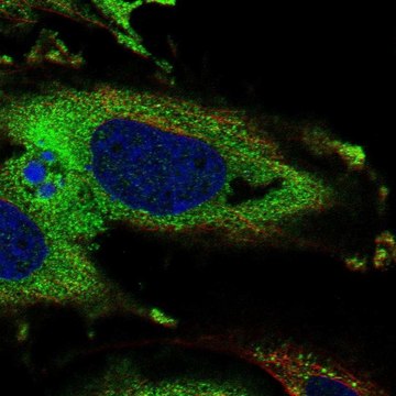 Anti-KDELR3 antibody produced in rabbit Prestige Antibodies&#174; Powered by Atlas Antibodies, affinity isolated antibody