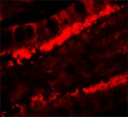 Anti-KREMEN1 antibody produced in rabbit affinity isolated antibody