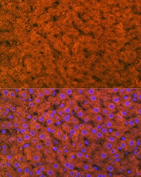 Anti-RBP4 Antibody, clone 8O0V8, Rabbit Monoclonal