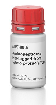 Aminopeptidase His-tagged from Vibrio proteolyticus