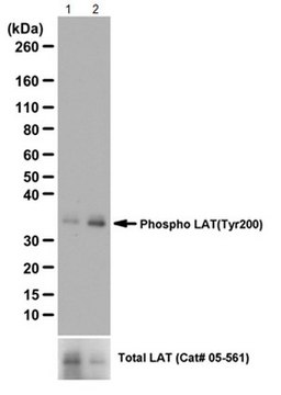 Anti-phospho-LAT Antibody from rabbit, purified by affinity chromatography