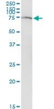 Monoclonal Anti-SLC22A12 antibody produced in mouse clone 2B5, purified immunoglobulin, buffered aqueous solution