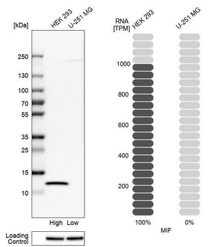 Anti-MIF antibody produced in rabbit Prestige Antibodies&#174; Powered by Atlas Antibodies, affinity isolated antibody, buffered aqueous glycerol solution