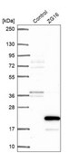 Anti-ZG16 antibody produced in rabbit Prestige Antibodies® Powered by Atlas Antibodies, affinity isolated antibody, buffered aqueous glycerol solution