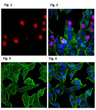 Anti-Angiogenin Antibody, clone 26&#8211;2F (Azide Free) clone 26-2F, from mouse