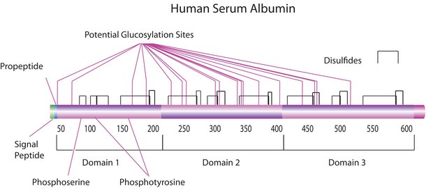 SigMatrix Serum Diluent For in-vitro Diagnostic Use