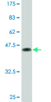 Monoclonal Anti-DUSP3 antibody produced in mouse clone 5B7, ascites fluid