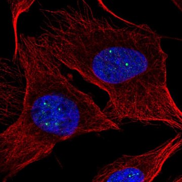 Anti-NPAT antibody produced in rabbit Prestige Antibodies&#174; Powered by Atlas Antibodies, affinity isolated antibody