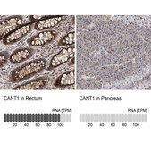 Anti-CANT1 antibody produced in rabbit Prestige Antibodies® Powered by Atlas Antibodies, affinity isolated antibody, buffered aqueous glycerol solution, Ab3