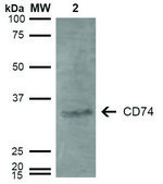 Monoclonal Anti-CD74-Atto 390 antibody produced in mouse clone 3D7