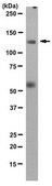 Anti-NOD1/CARD4 Antibody, clone 021 clone 021, 1 mg/mL, from mouse