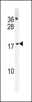 ANTI-CHCHD2 (CENTER) antibody produced in rabbit IgG fraction of antiserum, buffered aqueous solution