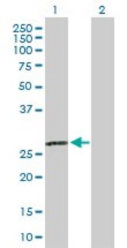 Anti-C1QA antibody produced in rabbit purified immunoglobulin, buffered aqueous solution